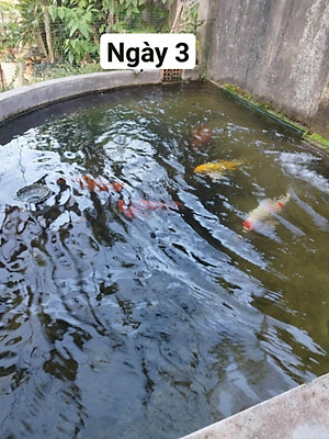 Đèn UV hồ cá diệt khuẩn, diệt tảo, rêu trong 7 ngày công suất 20W, 30W, 40W, 60W cao cấp cho hồ cá lớn, bể cá ngoài trời