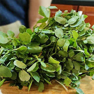 Hạt Giống Xà Lách Xoong Mỹ RADO 704 - 1gr - Dạng lá tròn, thân hơi tím, có rễ phụ, vị thơm, cây cao trung bình 28-35 cm