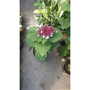 Cây trang thơm - cây cảnh để trong nhà + tặng phân bón cho cây