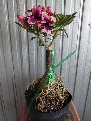 Cây Sứ Thái Kép Hoa Tím - cây cảnh để trong nhà + tặng phân bón cho cây