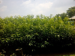 Cây, Lá vối tươi