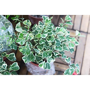 Cây bàng cẩm thạch - cây cảnh để bàn + tặng phân bón cho cây