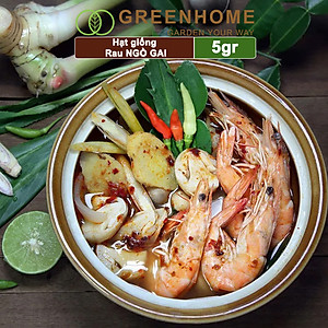 Hạt Giống Ngò Gai Greenhome, Gói 5gr~5000 hạt, Mùi Tàu, Dễ Trồng Quanh Năm, Nảy Mầm Cao, Thu Hoạch Nhanh, Năng Suất Cao G08