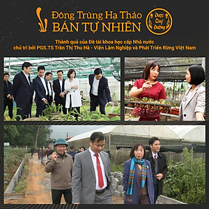 Đông trùng hạ thảo bán tự nhiên Dược Quý Đường hộp 20g - Hỗ trợ bổ phế, ích can thận, bồi bổ cơ thể