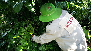 AZZAN FINE ROBUSTA 250g - Cà phê đặc sản, hạt rang hương vị đậm đà, thơm ngon tròn vị