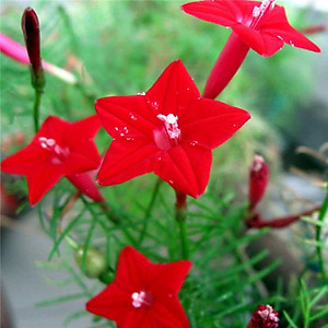 Hạt giống hoa Tóc Tiên Đỏ dây leo VTS176