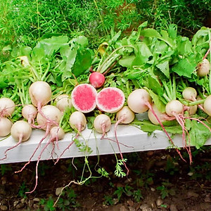 Hạt giống Củ Cải Ruột Hồng Rado 109 - 1gr - ủ tròn, độ đồng đều cao, vỏ trắng xanh, ruột hồng