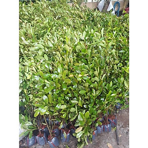 Cây cà na thái giống - Cà na tứ quý - cây ăn quả + tặng phân bón cho cây