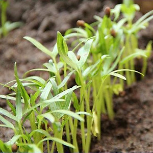 Gói 100gram Hạt Giống Rau Muống Lá Tre Rạng Đông