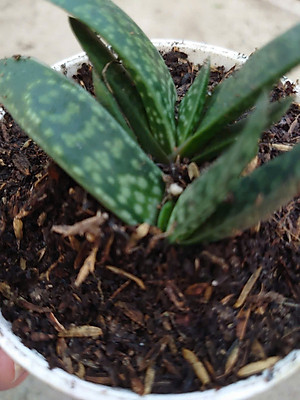 Cây Sen Mỏ Vịt - cây cảnh để bàn + tặng phân bón cho cây