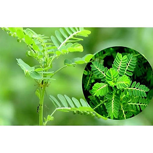 Bài thuốc từ cây chó đẻ răng cưa