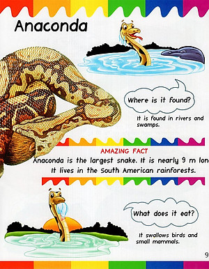 Sách My First Questions & Answers - Rainforest