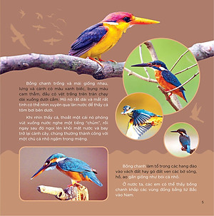 Những Cánh Chim Hoang Dã - 45 Loài Chim Đẹp Việt Nam