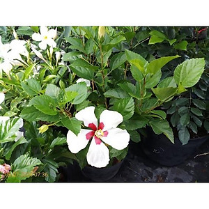 Cây Hoa Dâm Bụt Trắng - cây cảnh vườn + Tặng phân bón cho cây mau lớn