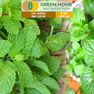 Hạt Giống Bạc Hà Âu Greenhome, Gói 0,1gr, Húng Lũi Dễ Trồng Quanh Năm, Nảy Mầm Cao, Thu Hoạch Nhanh, Năng Suất Cao G02