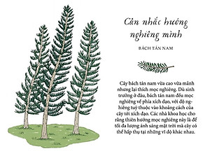 Sống Như Những Cái Cây - Những Bài Học Nhỏ Để Có Nguồn Hạnh Phúc Bất Tận (Tái Bản 2021)