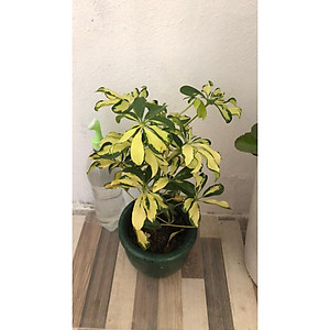 Cây Ngũ Gia Bì Cẩm Thạch - Cây đuổi muỗi - cây cảnh để bàn + Tặng phân bón cho cây