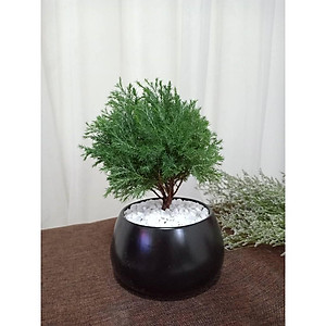 Cây Tùng Bồng Lai - cây cảnh để bàn + tặng phân bón cho cây