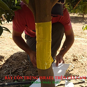 Bộ 5 mét Keo bẫy ruồi đục trái, bẫy bọ trĩ, bọ phấn, sâu vẽ bùa và bẫy các côn trùng khác của Israel với thời gian trên 6 tháng 