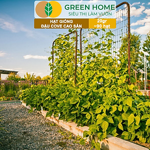 Hạt Giống Đậu Cove Greenhome, Gói 20gr~90 hạt, Dễ Trồng Quanh Năm, Nảy Mầm Cao, Thu Hoạch Nhanh, Năng Suất Cao T07