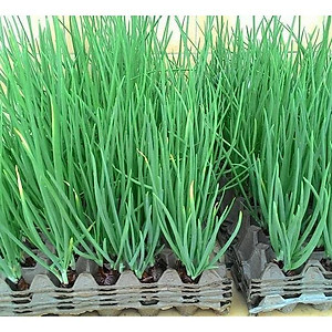 Hạt Giống Hành Lá Gốc Trắng White-01 Phú Nông