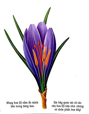 Sách Những Khám Phá Đầu Tiên Của Tớ: Hoa