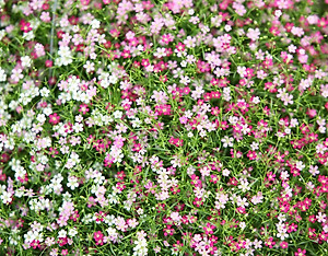 Hạt giống hoa Baby nhiều màu Hà Lan VTS02