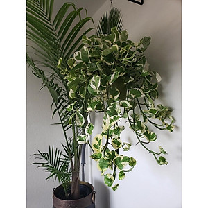 Cây trầu bà cẩm thạch - trầu bà ngọc thủy - cây cảnh để bàn + tặng phân bón cho cây