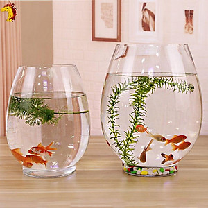 Chậu thuỷ tinh miệng khum chuyên dùng trồng cây thủy sinh, thủy canh, bình nuôi cá để bàn