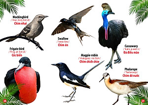 Sách Từ Điển Bằng Hình - Thế Giới Loài Chim (Song Ngữ Anh - Việt)