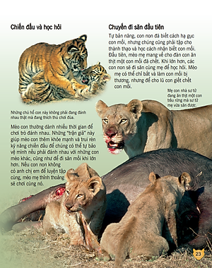 Sách Bách Khoa Tri Thức Về Khám Phá Thế Giới Cho Trẻ Em - Các Loài Mèo Lớn (Tái Bản 2018)