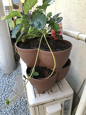 Chậu nhựa trồng cây cảnh 03 khoang Yamada 4L - Nhập khẩu trực tiếp từ Nhật Bản