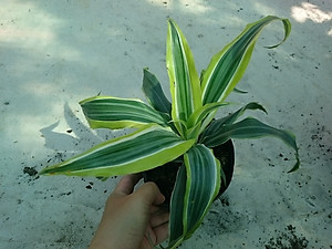 Cây Phát Tài Mỹ - Cây cảnh phong thủy + Tặng phân bón cho cây