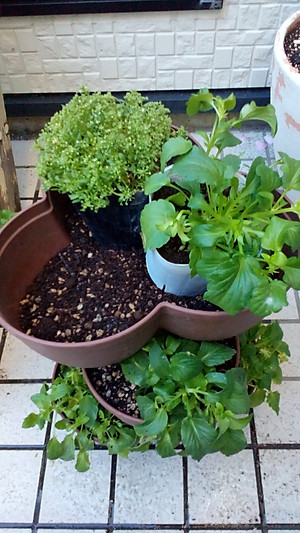 Chậu trồng cây cảnh 03 khoang Yamada 4L làm từ nhựa PP cao cấp cứng cáp, độ bền cao - nội địa Nhật Bản