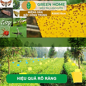 Bộ 10 Miếng Dán Bẫy Côn Trùng GreenHome, R20xC15cm, 2 Mặt, Hiệu Quả, Tiết Kiệm Chi Phí, Dễ Sử Dụng