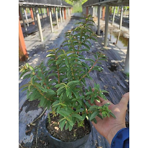 Cây Ổi Lá Kim ( ổi sẻ ) - cây ăn quả + tặng phân bón cho cây