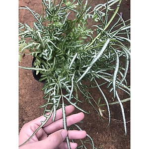 Cây Lữ Phụng Tiên - cây cảnh để bàn + tặng phân bón cho cây