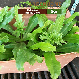 Hạt Giống Ngò Gai Greenhome, Gói 5gr~5000 hạt, Mùi Tàu, Dễ Trồng Quanh Năm, Nảy Mầm Cao, Thu Hoạch Nhanh, Năng Suất Cao G08