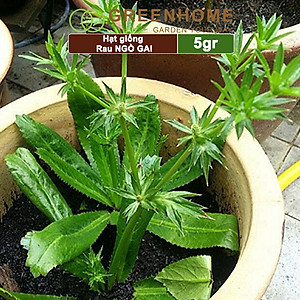 Hạt Giống Ngò Gai Greenhome, Gói 5gr~5000 hạt, Mùi Tàu, Dễ Trồng Quanh Năm, Nảy Mầm Cao, Thu Hoạch Nhanh, Năng Suất Cao G08