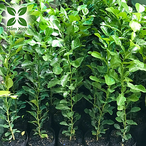 Cây chúc giống (cây chanh thái) cao khoảng 40cm