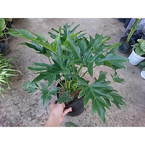 Cây trầu bà cánh phượng - cây cảnh để trong nhà + tặng phân bón cho cây