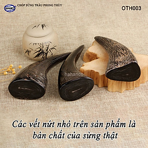 Chóp sừng trâu vật phẩm phong thủy (OTH003) HOT nhất của năm trâu vàng 2021 - giàu sang - phú quý