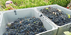 Rượu vang Ý ABVNDANTIA Negroamaro I.G.P Puglia (Italia) kèm túi hộp,đồ khui 