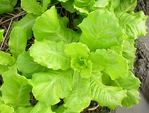 Hạt giống xà lách ăn non baby VTP119