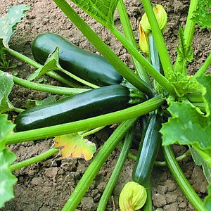 PN - Hạt Giống Bí Ngòi Bí Ngồi Xanh Dễ Trồng - Trồng Rau Sạch Organic, Hoa Hồng Bằng Đất Sạch, Xơ Dừa Và Phân Bón Hữu Cơ