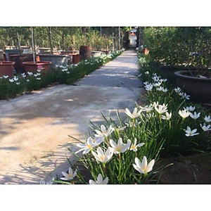 Cây huệ mưa (trắng) - cây cảnh vườn + tặng phân bón cho cây