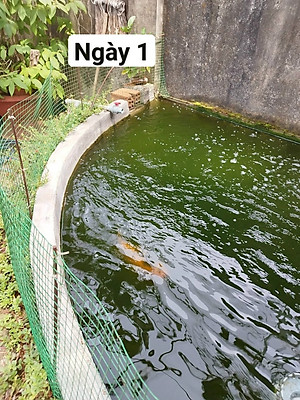 Đèn UV hồ cá diệt khuẩn, diệt tảo, rêu trong 7 ngày công suất 20W, 30W, 40W, 60W cao cấp cho hồ cá lớn, bể cá ngoài trời