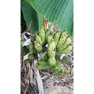 Đặc Sản Kon Tum - (Được Xem Hàng) Amakong  chính hiệu đóng Gói 1Kg Hút Chân Không - OCOP 3 Sao