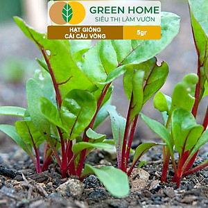 Hạt Giống Rau Cải Cầu Vồng Greenhome, Gói 5g~200 hạt, Dễ Trồng Quanh Năm, Nảy Mầm Cao, Thu Hoạch Nhanh, Năng Suất Cao R06