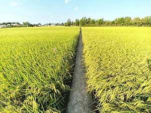 Gạo ST25 Vinaseed Túi 5Kg - Đặc Sản Sóc Trăng, Sản Xuất Từ Vùng Lúa Tôm - Cơm mềm dẻo, vị đậm ngọt, thơm đặc trưng